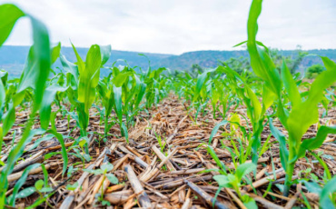 Rwanda’s Next Transformation May Begin Beneath Its Feet: Conservation Agriculture