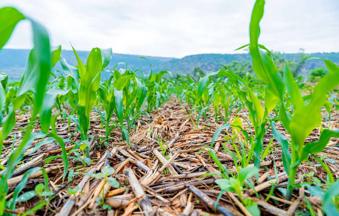 Rwanda’s Next Transformation May Begin Beneath Its Feet: Conservation Agriculture