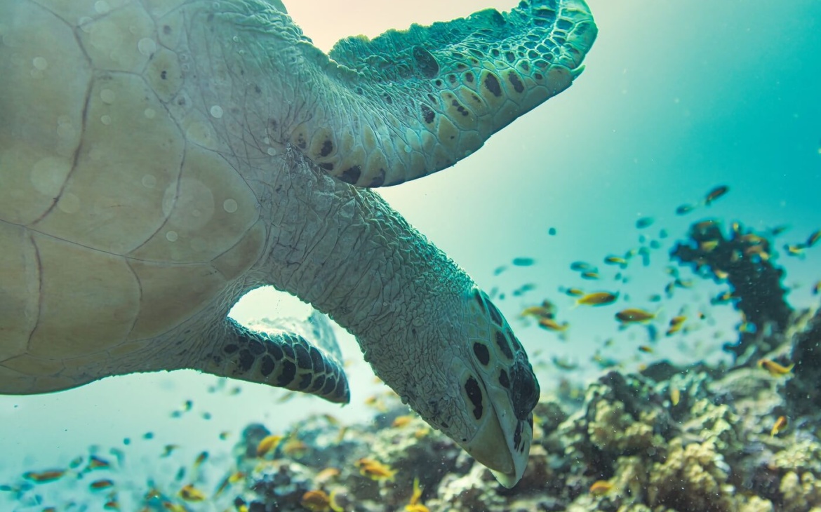 40 Years of Ocean Cooperation: The Western Indian Ocean’s Next Test Is Implementation