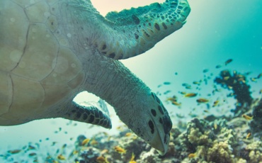 40 Years of Ocean Cooperation: The Western Indian Ocean’s Next Test Is Implementation