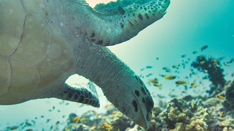 40 Years of Ocean Cooperation: The Western Indian Ocean’s Next Test Is Implementation