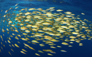 Caribbean Nations Turn to Regional Cooperation to Advance Ocean’s 30×30 Target