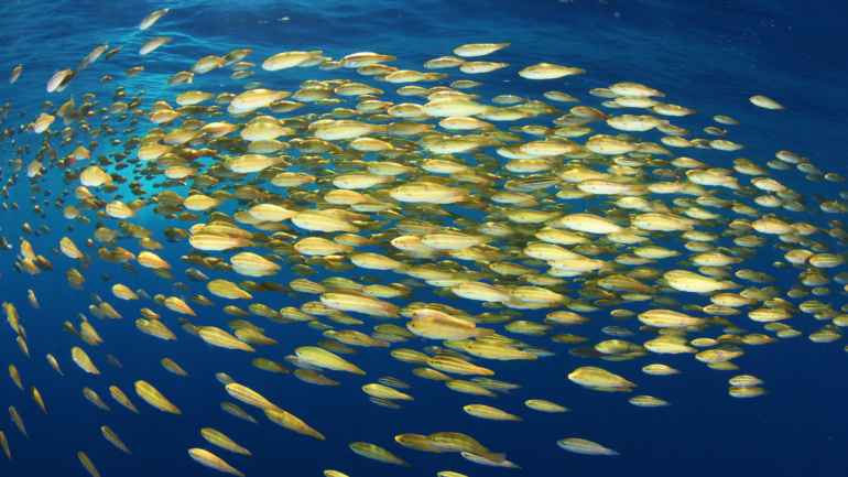 Caribbean Nations Turn to Regional Cooperation to Advance Ocean’s 30×30 Target