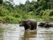 Can the buffalo fix Kenya’s milk problem? Farmers say start with the feed bill