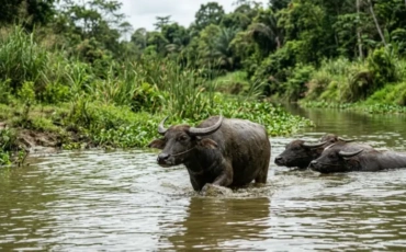 Can the buffalo fix Kenya’s milk problem? Farmers say start with the feed bill